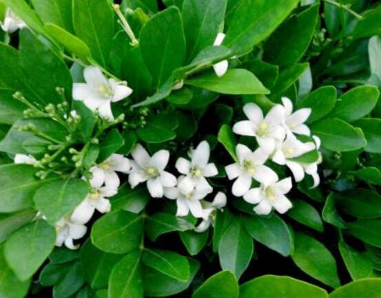 七里香和九里香的區(qū)別，教你三種區(qū)別方法(形態(tài)/生長(zhǎng)/作用)