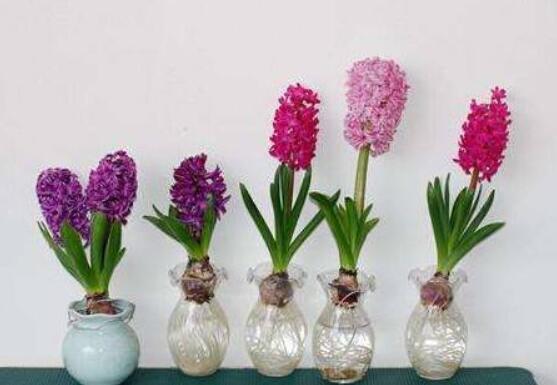 冬天能水培風(fēng)信子么，可以/保持溫暖環(huán)境、注意水溫