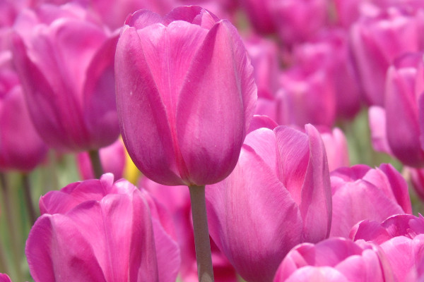 郁金香種了半個(gè)月沒有發(fā)芽還活嗎