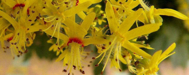 復(fù)羽葉欒樹(shù)果實(shí)能吃嗎