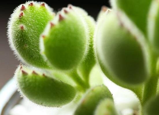 熊童子怎么度夏，做好遮陰通風(fēng)、保持微濕潤環(huán)境