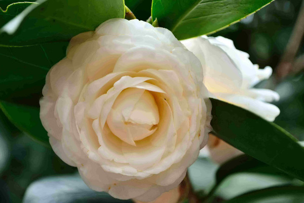 茶花冬天怎么養(yǎng)要注意什么