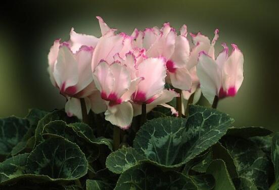 仙客來葉子嚴重發(fā)黃，老農(nóng)總結(jié)最直觀三種解決辦法