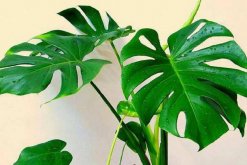 龜背竹一盆養(yǎng)幾棵好，根據(jù)花盆的大小形狀來決定