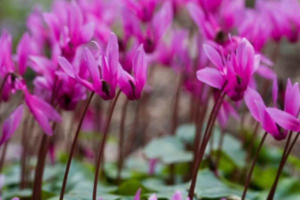 仙客來(lái)有香味嗎