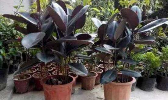 橡皮樹怎么養(yǎng)，牢記七個步驟就可養(yǎng)好