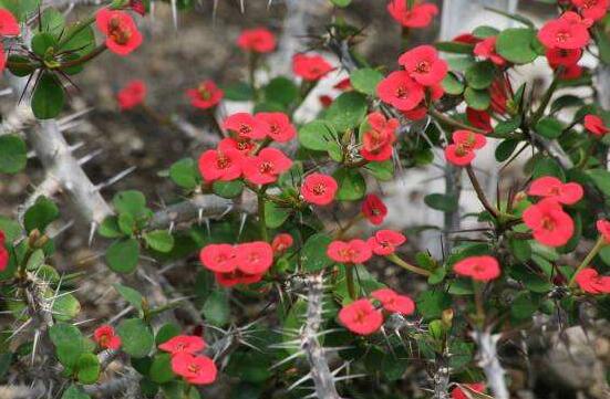 虎刺梅花期多少天，一年四季均可開花(養(yǎng)殖得當(dāng))