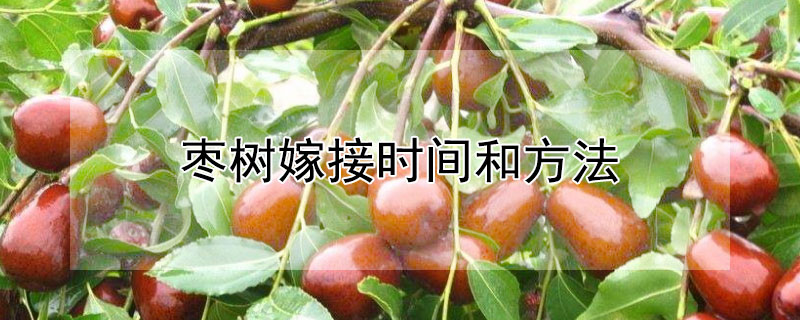 棗樹(shù)嫁接時(shí)間和方法