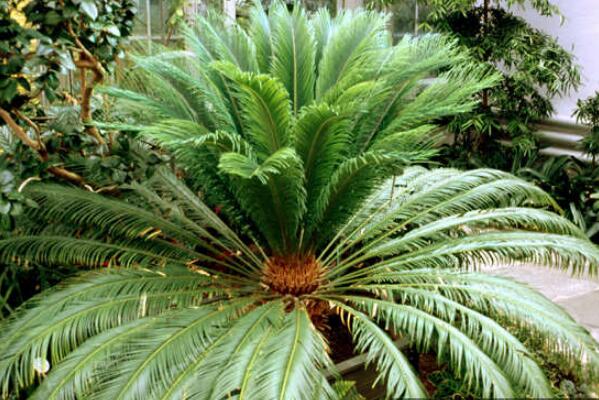 鐵樹的養(yǎng)殖方法，必須要掌握的5個要點