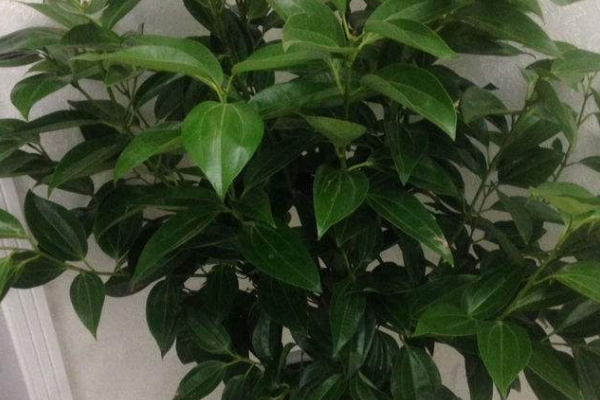 平安樹用什么肥料好，枝繁葉茂氮磷鉀肥