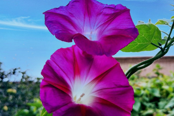 牽?；ǚN子能吃嗎