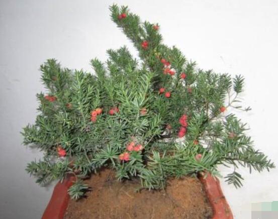 紅豆杉放家哪個(gè)位置好，教你六種最佳擺放地點(diǎn)(招財(cái)生旺)