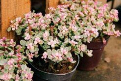 雅樂之舞可以淋雨嗎，可適當淋雨但要注意以下幾點