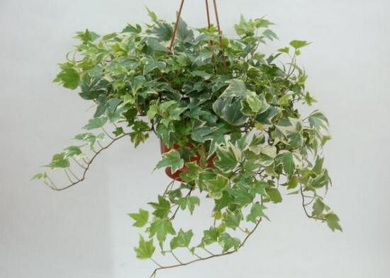 常春藤葉子發(fā)黃的原因有三，讓它重新恢復生機