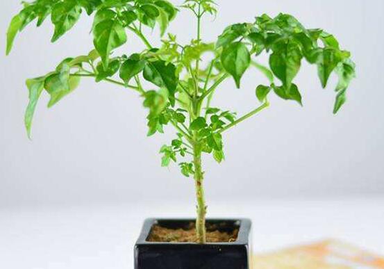 幸福樹不長葉子怎么辦，做好這四點(diǎn)可生長的茂盛碧綠