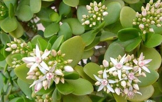 玉樹(shù)葉子發(fā)軟怎么辦，三種原因以及解決辦法