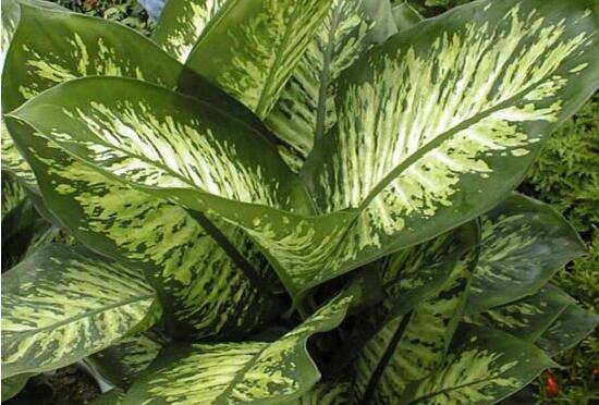 萬年青植物有幾種，盤點(diǎn)最令人欣賞的十大品種