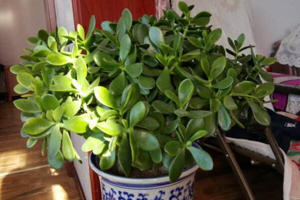 玉樹可以放在臥室嗎，不建議放在臥室