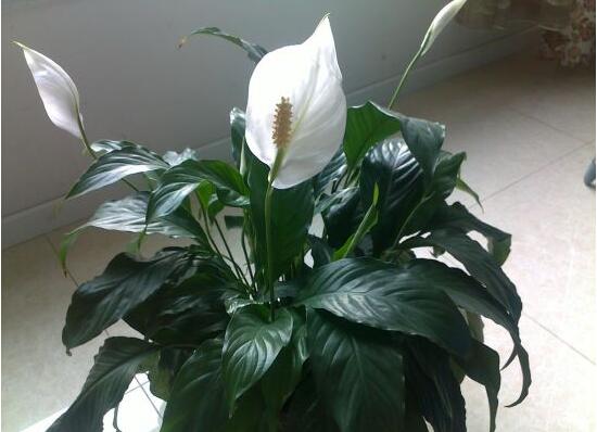 一帆風順用什么水澆，澆池塘水、淘米水生長最快