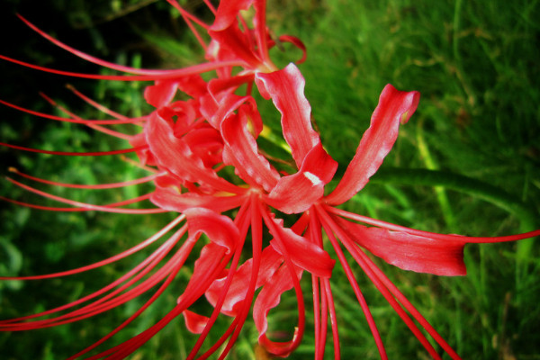 彼岸花養(yǎng)殖方法和注意事項(xiàng)