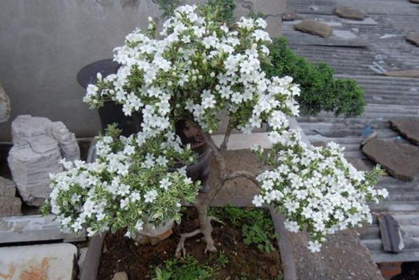 六月雪怕凍嗎，保證環(huán)境溫度不低于5℃