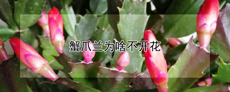 蟹爪蘭為啥不開(kāi)花
