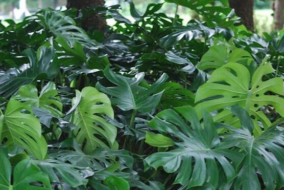 龜背竹水培方法和注意事項(xiàng)，教你超簡(jiǎn)單三點(diǎn)步驟/勤換水