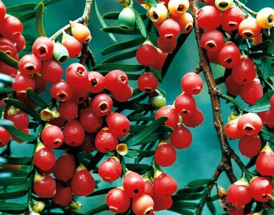 紅豆杉能在室內(nèi)養(yǎng)嗎，美化家居環(huán)境、凈化空氣