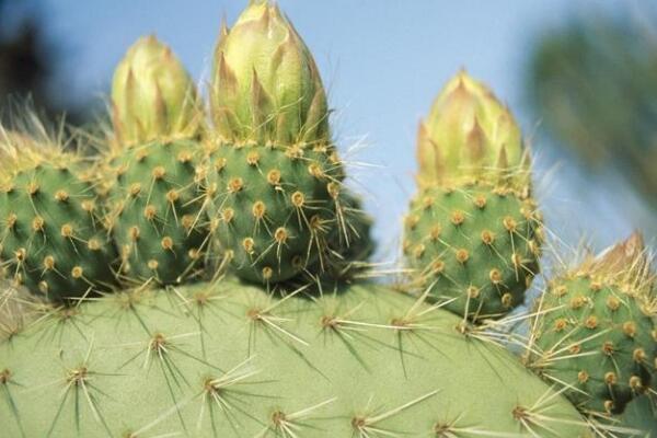 仙人掌去甲醛嗎，去甲醛效果一般，主要能力是吸收輻射