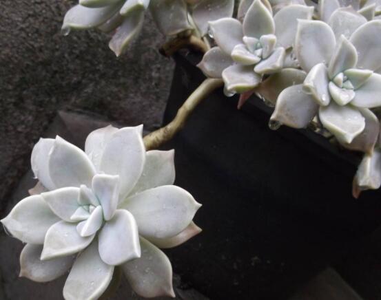 寶石花的花語是什么，代表著一種永不凋謝的愛、大富大貴