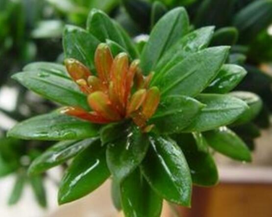 什么品種羅漢松最貴，珍珠羅漢松當(dāng)之無(wú)愧(售價(jià)高達(dá)上百萬(wàn))