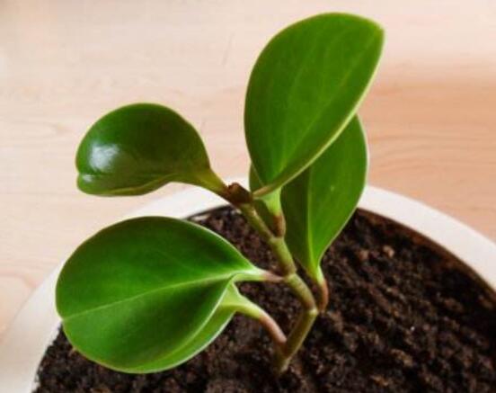 碧玉花的扦插方法圖解，教你五個扦插便可爆盆好方法