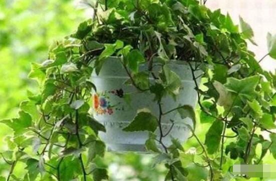 常春藤扦插步驟圖解，老農(nóng)總結(jié)六點最最簡易的基本步驟