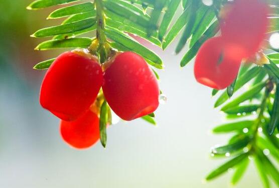 紅豆杉能在室內(nèi)養(yǎng)嗎，美化家居環(huán)境、凈化空氣