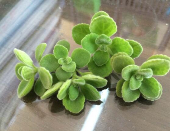 碰碰香能吃嗎，可食/泡茶泡酒香味濃郁、美味可口