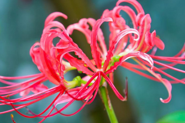 彼岸花根系發(fā)達(dá)嗎