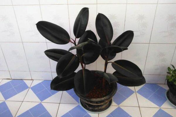 橡皮樹葉子怎么扦插，只需要簡單的幾步即可完成