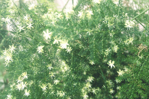 文竹怎么養(yǎng)才能瘋長，修剪枝葉非常重要