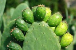 仙人掌去甲醛嗎，去甲醛效果一般，主要能力是吸收輻射