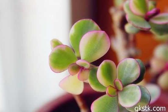 雅樂之舞葉片發(fā)皺是怎么回事，主要有三種原因造成(光照/溫度/澆水)