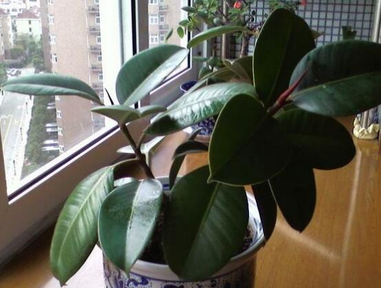 橡皮樹喜歡什么肥料，氮肥為主、磷鉀肥為輔