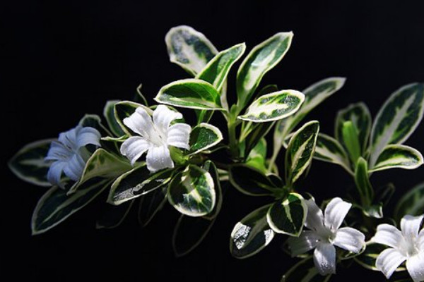 六月雪長勢(shì)不好怎么辦