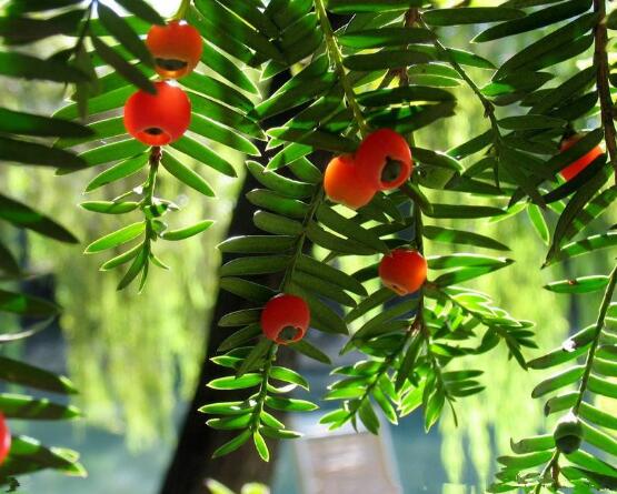 東北紅豆杉與南方紅豆杉有什么區(qū)別，介紹最簡(jiǎn)單的三種區(qū)別方法