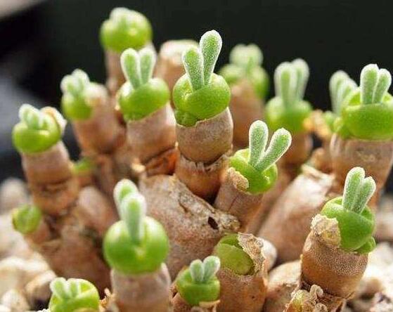 碧光環(huán)多肉怎么分栽，教你五個(gè)步驟盆盆爆滿