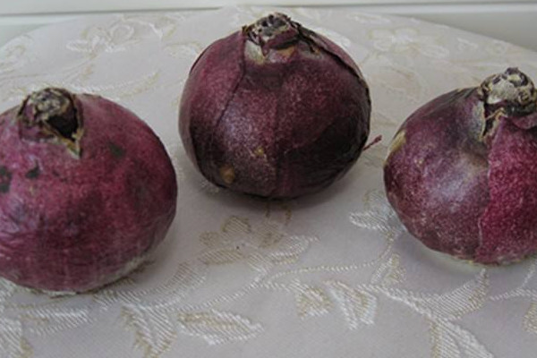 風(fēng)信子怎么留種子