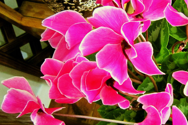 仙客來(lái)春夏怎么養(yǎng)護(hù)