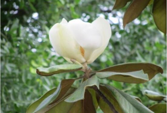 橡皮樹(shù)開(kāi)花嗎，橡皮樹(shù)多久開(kāi)花(一年兩次）