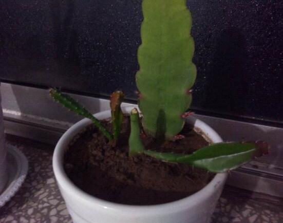 曇花什么時候葉插，以春季為主/擇兩年生健康老葉