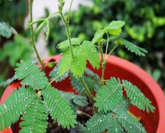 含羞草怎么養(yǎng)活，做好五個(gè)要點(diǎn)存活率百分百