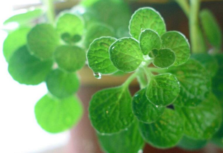 碰碰香怎么施肥，生長期時候施肥可以讓它長的更旺盛